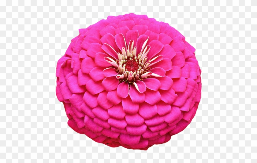 Pink Flower From The Zinnia Genus - Pink Flower Transparent Background #806395