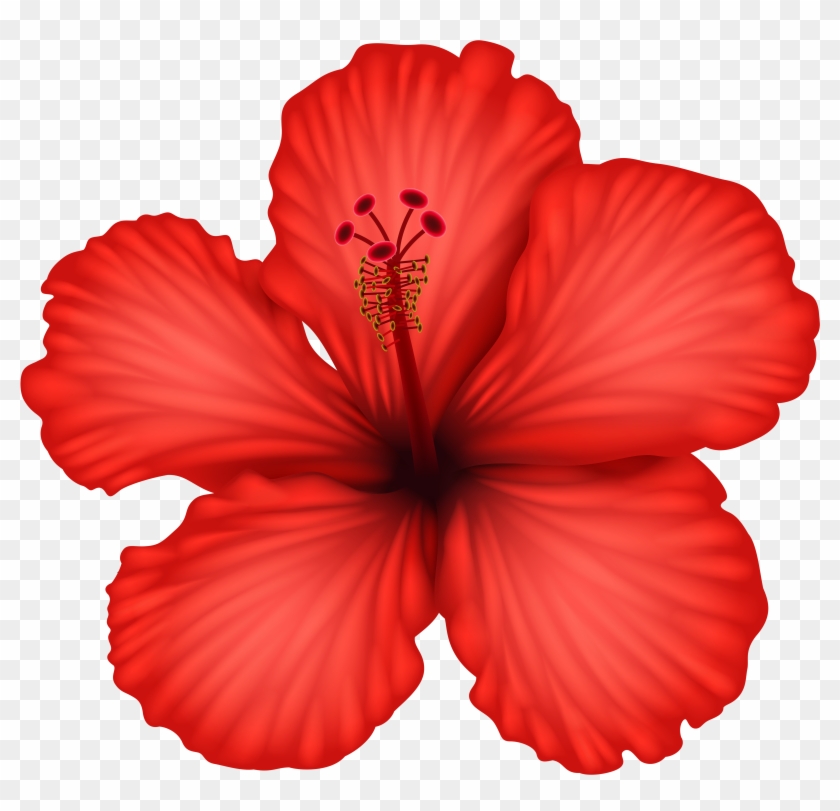 Red Hibiscus Png Clip Art - Hibiscus Flower Transparent Background #806405