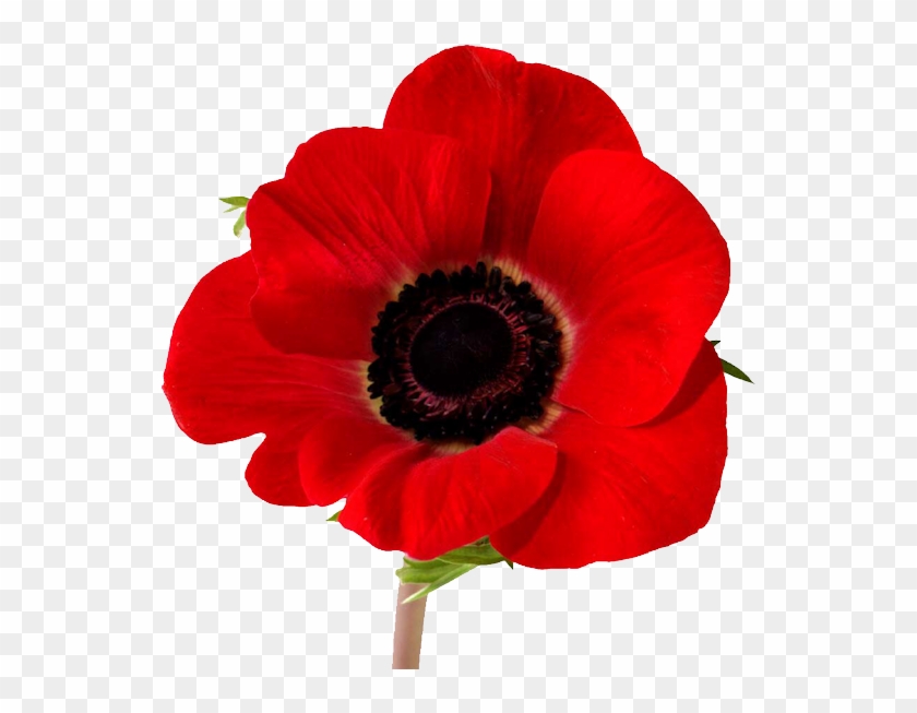 Poppy - Poppy Lest We Forget #806406