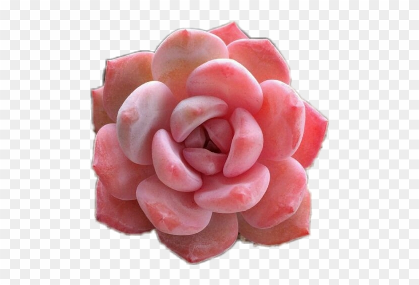 The Less Png Wanted - Pink Succulent Png #806455
