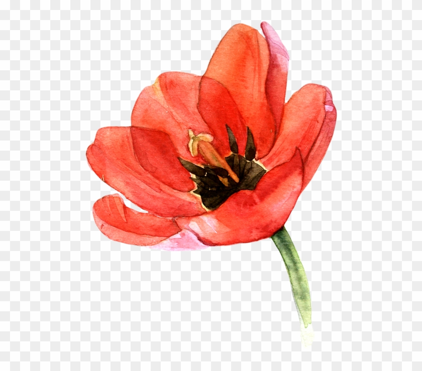Watercolor Tulips - Watercolor Painting #806467