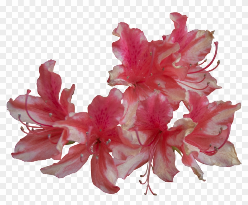 May 2015 Red And White Flowers Png - Pink And White Flowers Png #806479