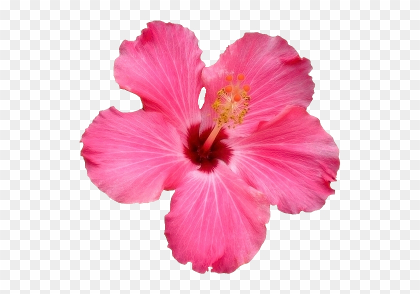 Transparent Flowers - Pink Hibiscus Transparent #806483