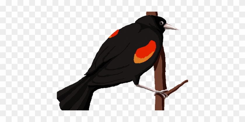 Blackbird Doodle By Colorful-yak - Red Winged Blackbird #806606