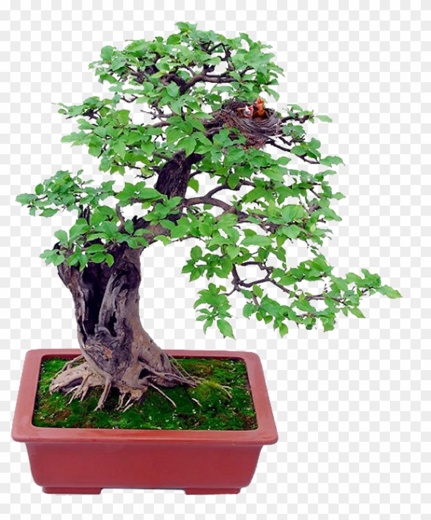 Bonsai Basics Beginning Bonsai - Bonsai Basics Beginning Bonsai #806805