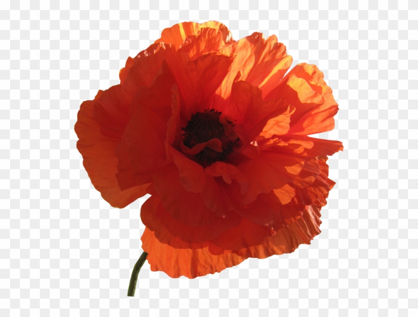 Common Poppy Flower Clip Art - Common Poppy Flower Clip Art #806693