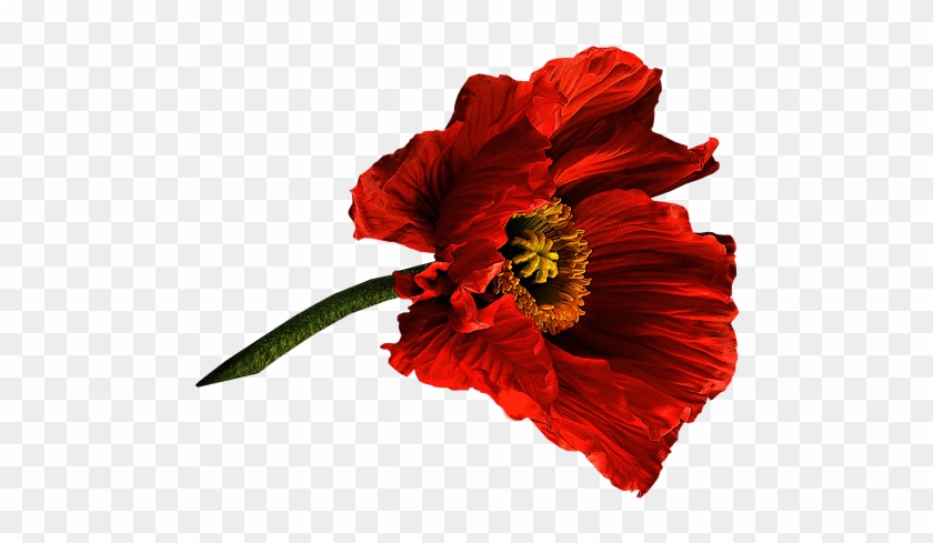 Poppy Flower Painting Clip Art - Poppy Flower Painting Clip Art #806708