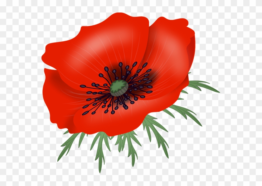 Poppy 573*515 Transprent Png Free Download - Poppy 573*515 Transprent Png Free Download #806748