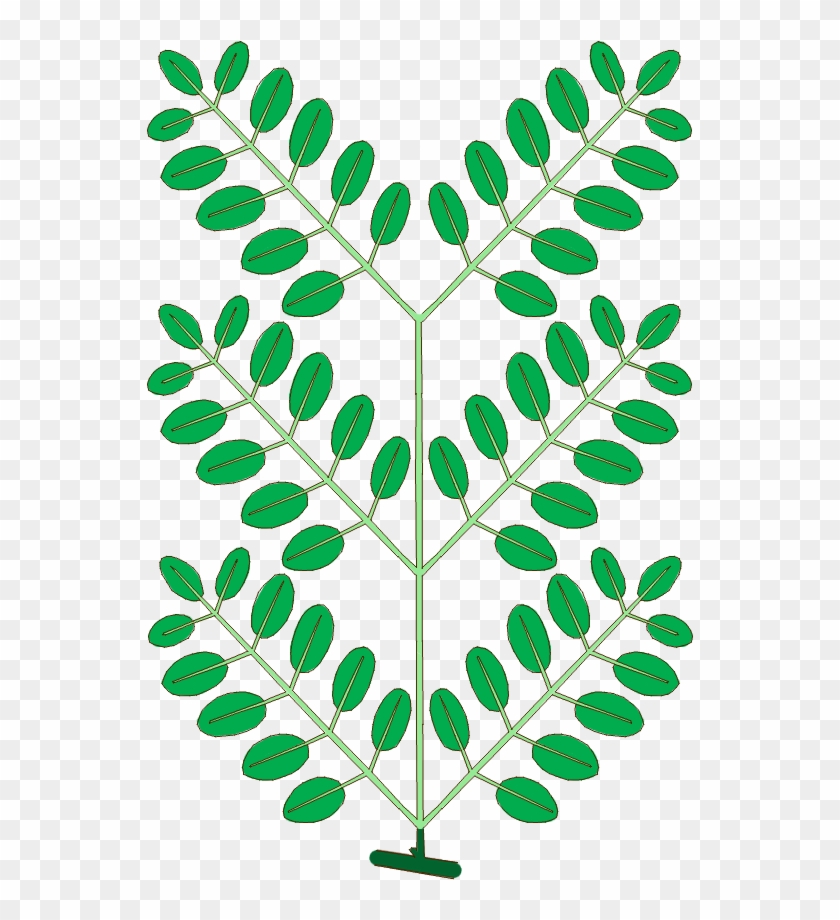 Leaf Morphology Type Bipinnately-compound - Tree #806991