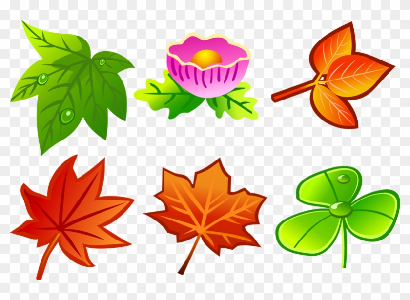 All Types Of Leaves #807027