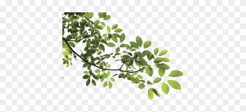 Tree Leaves - Branch With Leaves Png #807138