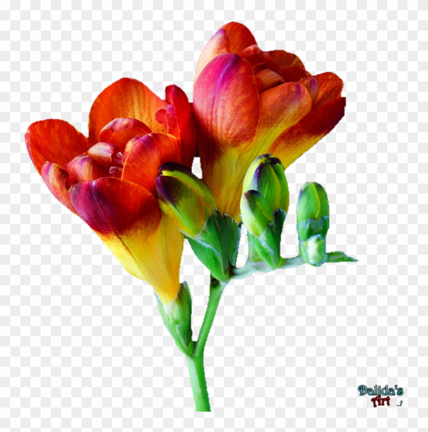 Makiskan 13 2 Flower - Freesia Flower Png #807179