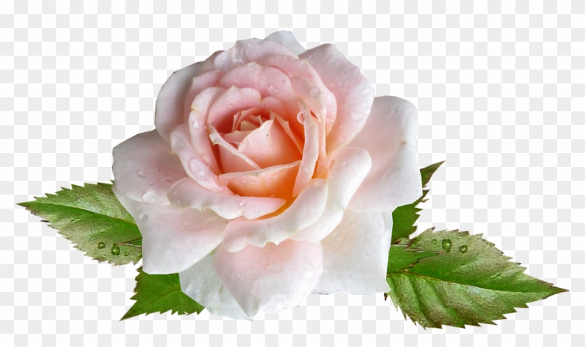 Rose, Pink, Flower, Rain Drops - Rose #807201