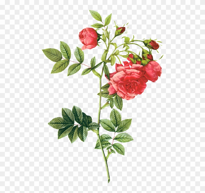 The Raphael Of Flowers Pierre-joseph Redoute - Pierre Joseph Redoute Rose Png #807205