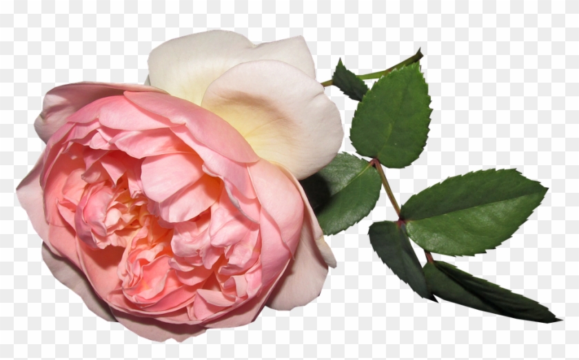 Flower, Rose, Summer, Cut Out - Rose #807216