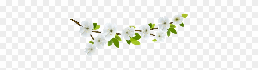 Fancy Images Of Blossom Flowers Branch And Flowers - Spring Divider Clipart #807239