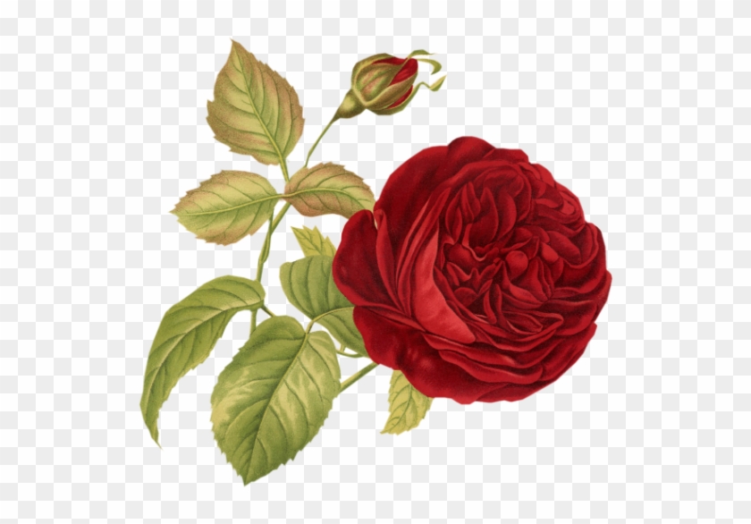 #цветы #цветок #пнг #наклейка #винтаж #flowers #flower - Vintage Red Rose #807260
