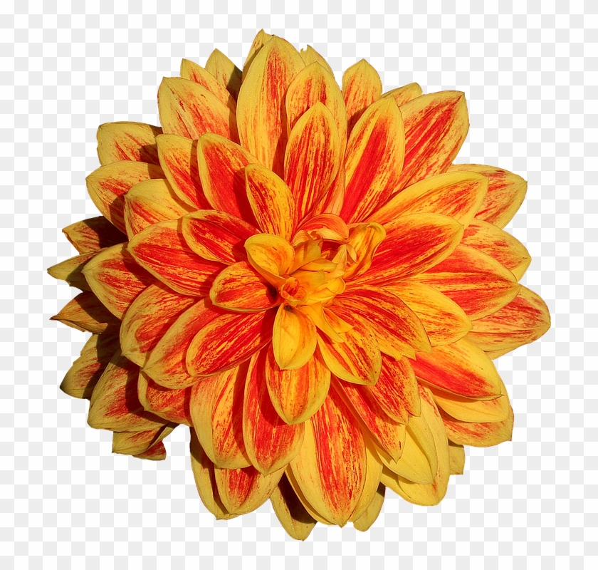 Dahlia Png 17, Buy Clip Art - Png Dahlia #807263