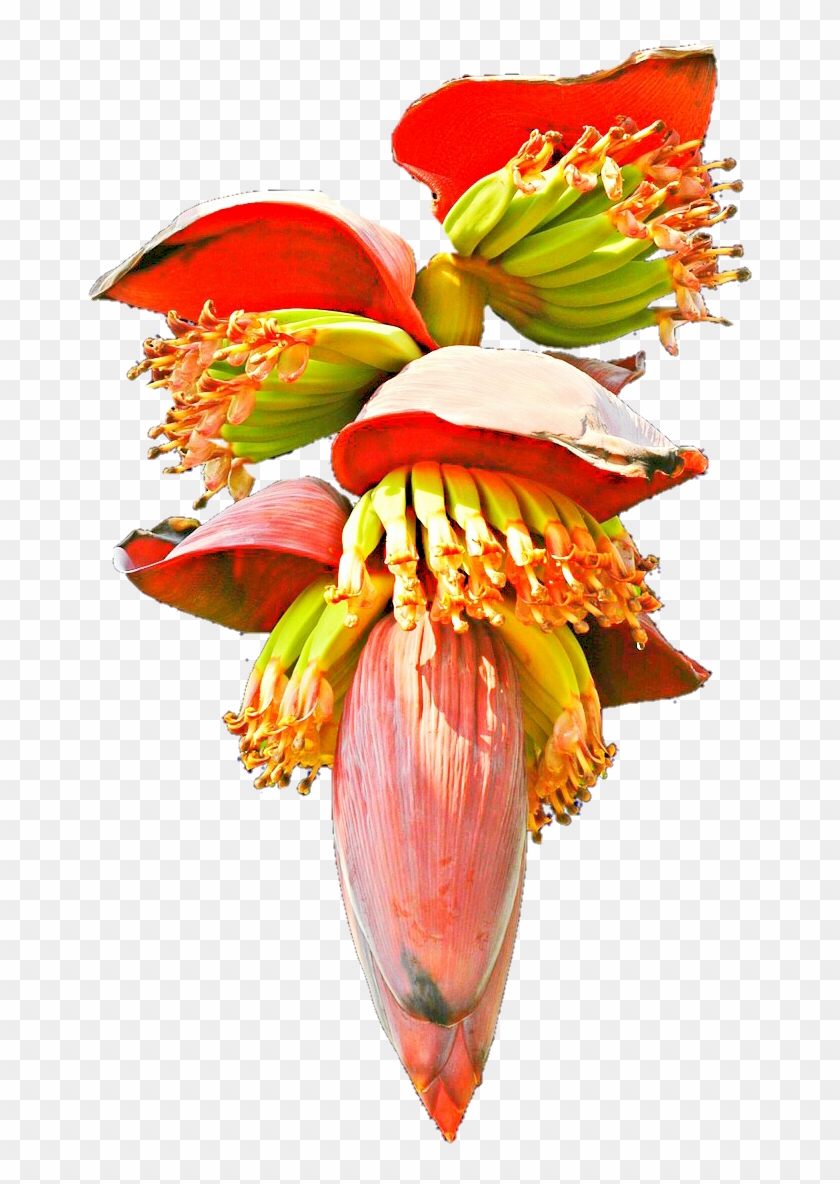 Banana Blossom By Jeanicebartzen27 On Deviantart - Banana Flower Clipart #807312