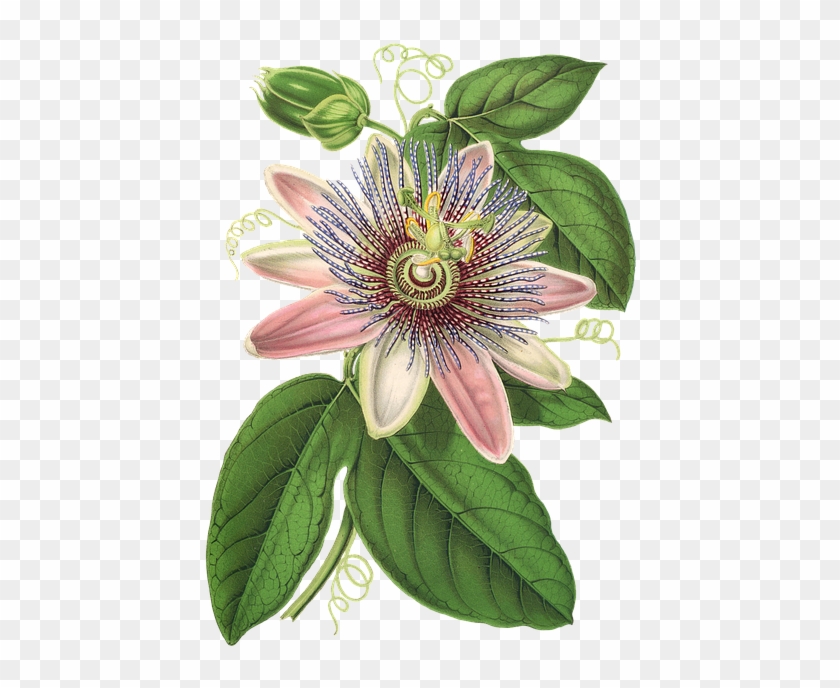 Passion Flower, Flower, Plant, Blossom, Bloom, Vintage - Passiflore Dessin #807324