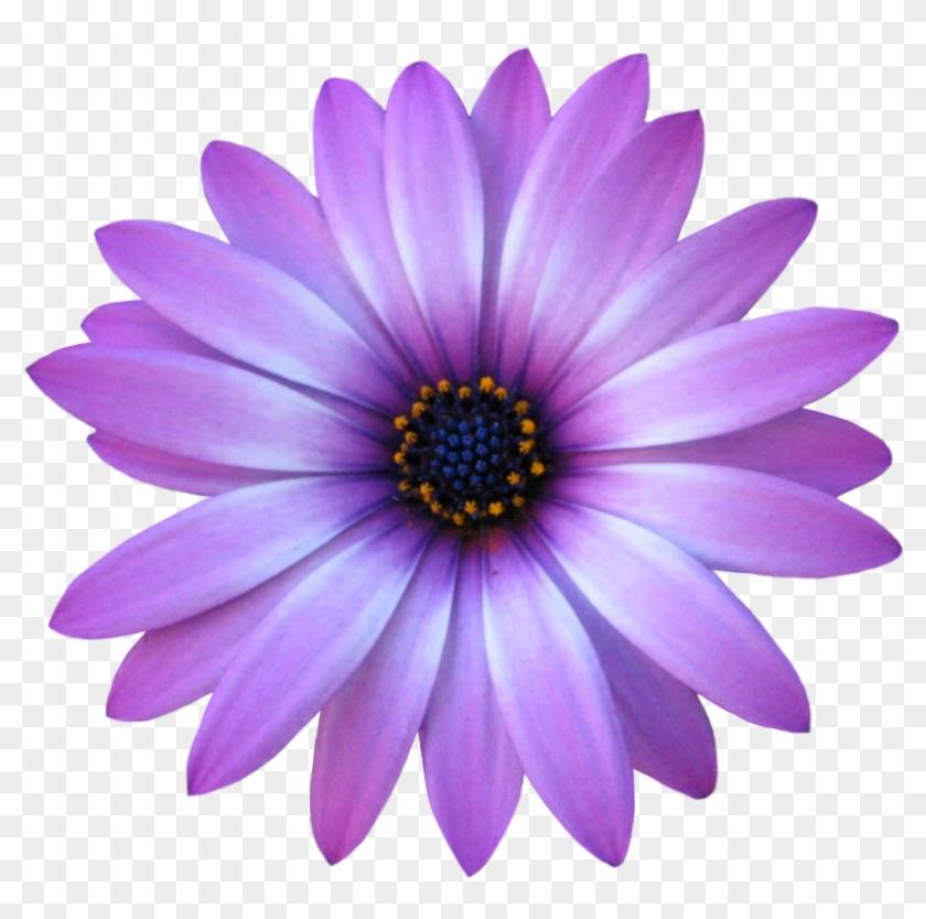 Purple Flower #807438