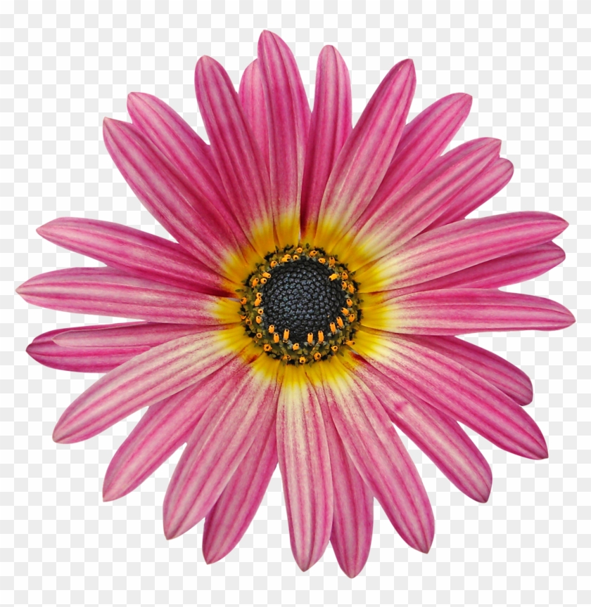 Flower 11 By Frozenstocks - Flowers #807451