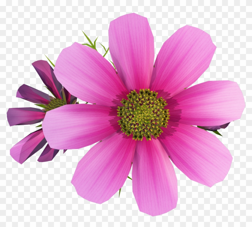 實景花花png素材 - Cosmos Flower Clip Art #807462