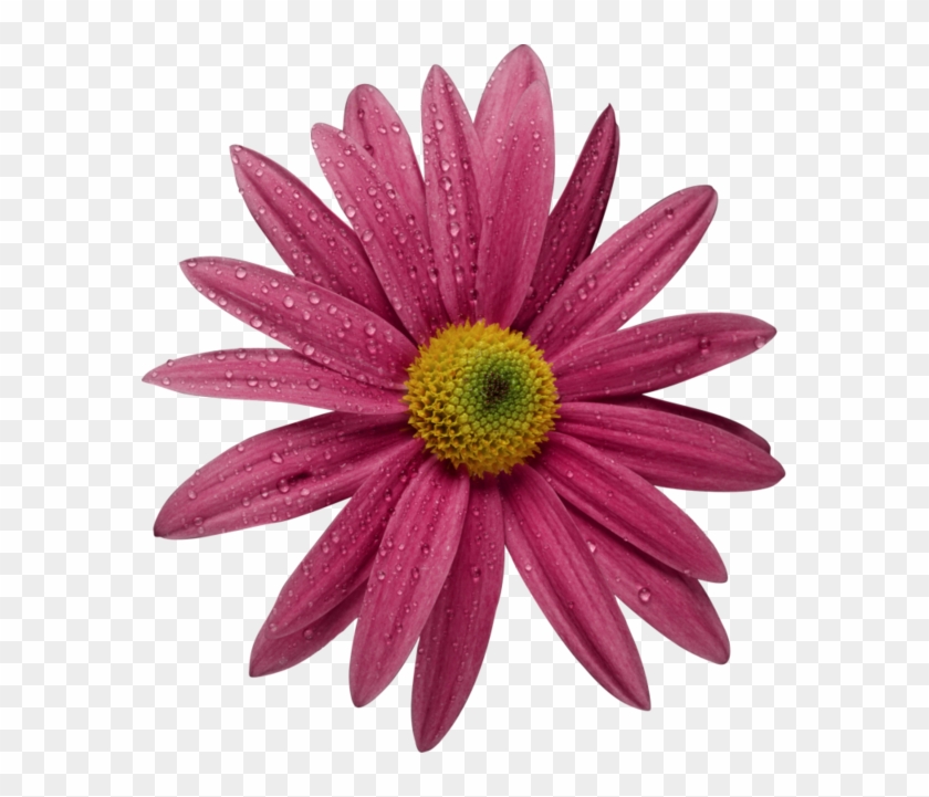 Fleur Png, Fleur Jpg, Fleur, Feuille, Plante Png, Vase - Iphone #807468