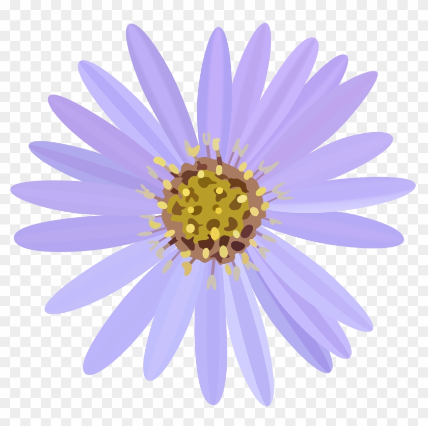 Aster Transparent Png - Aster Flower Png #807477