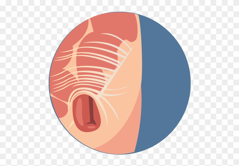 Before Birth, Testicles Are Formed In The Abdomen And - Circle #807594