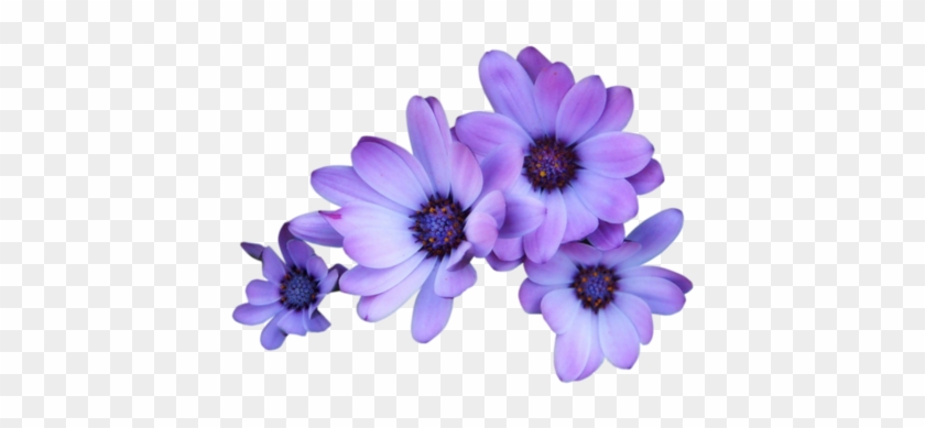 [ Img] - Purple Flowers Transparent Background #807599