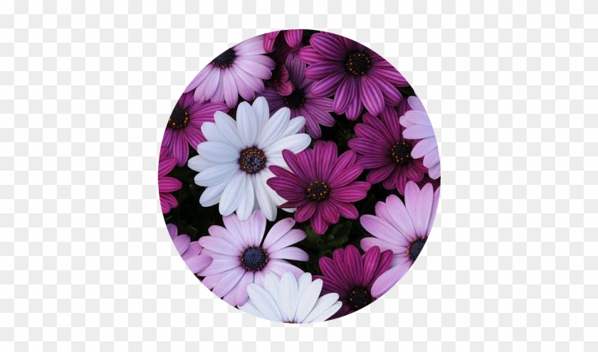 Tumblr Flower Flowers Flores Purple White Blanco Morado - Purple Flowers Iphone #807624