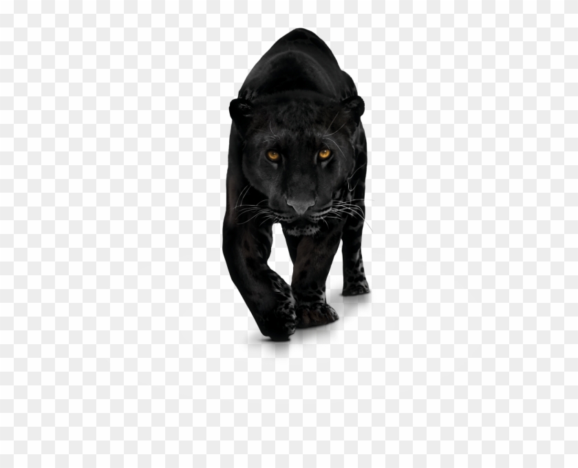 Black Panther Png Transparent Images - Panther Png #807680