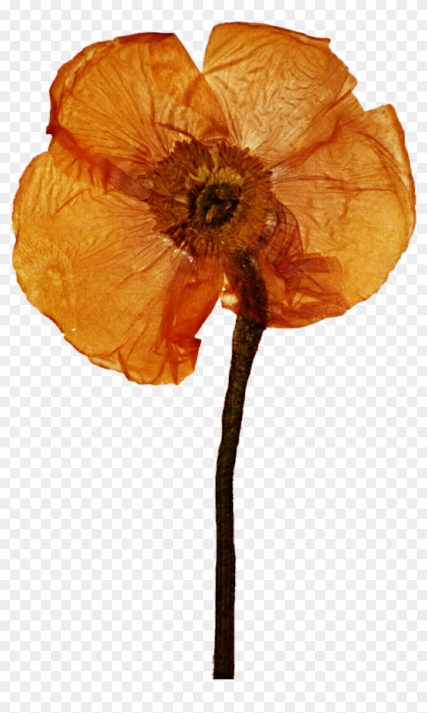 Pressed Poppy 2 By Jeanicebartzen27 Pressed Poppy 2 - Pressed Poppy 2 By Jeanicebartzen27 Pressed Poppy 2 #807691