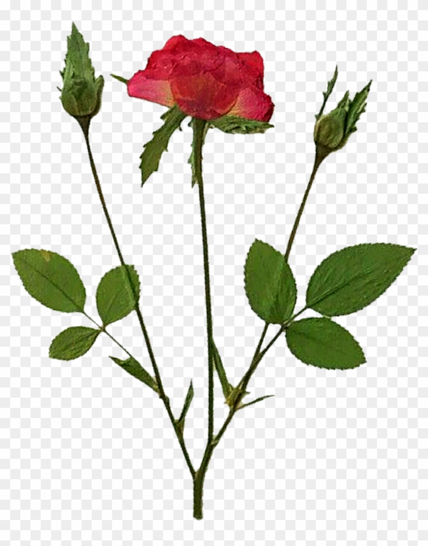Pressed Rose And Buds By Jeanicebartzen27 Pressed Rose - Floribunda #807695