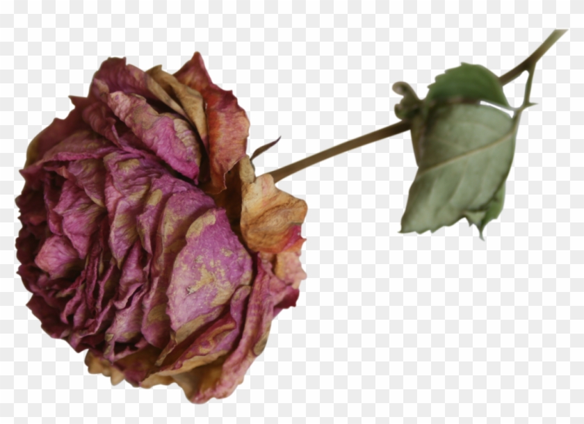 Dried Flower Precut Png By Nexu4 On Deviantart Podzim - Dry Roses Transparent #807702