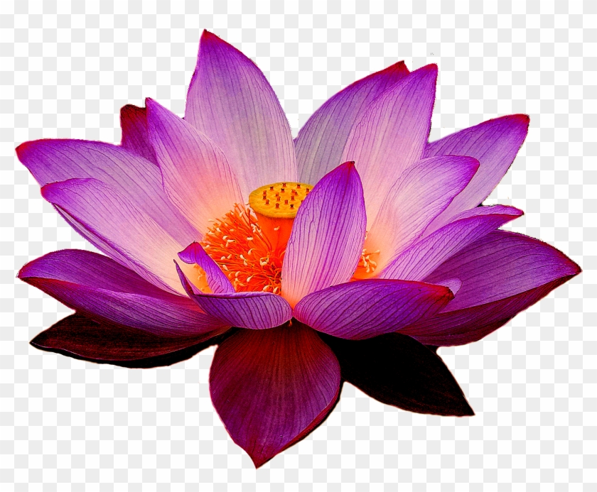 Nelumbo Nucifera Lotus Yoga Fit Flower Clip Art - Real Lotus Png #807739