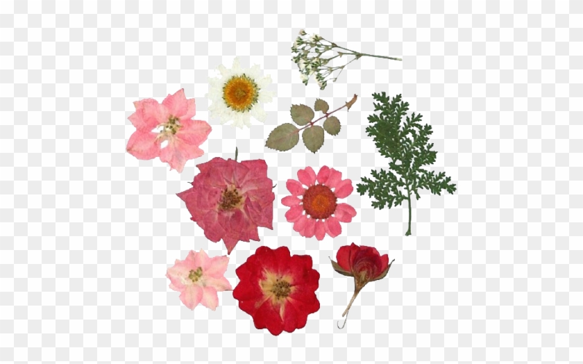 Pressed Flower Craft Paper Floral Design Flower Bouquet - Pressed Flower Craft Paper Floral Design Flower Bouquet #807727