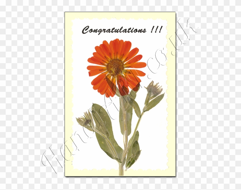 Christmas Cards - English Marigold #807730