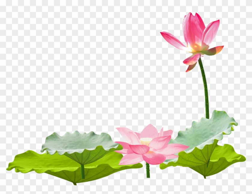 Lotus Flower Chinese Asian Ftestickers - 免 摳 荷花 風景 #807753