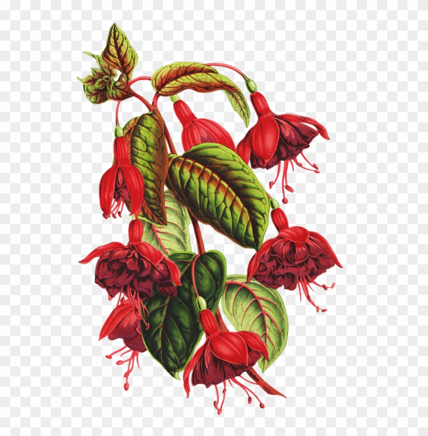 Flower Botanical Illustration Botany Drawing - Bound By Love [ebook] #807762