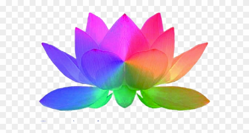 Miami Lotus Massage - Rainbow Lotus #807776