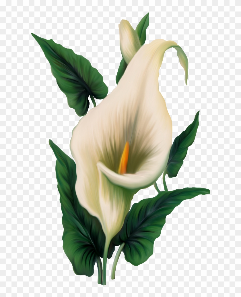 Calla Lily Clipart Sympathy Flower - Calla Png #807779