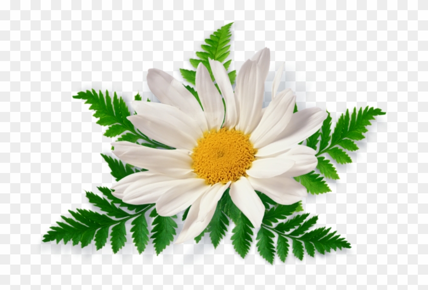 Camomile Png Image, Free Picture Flower Download - Patanjali Dant Kanti Junior Dantal Cream Toothpaste #807781