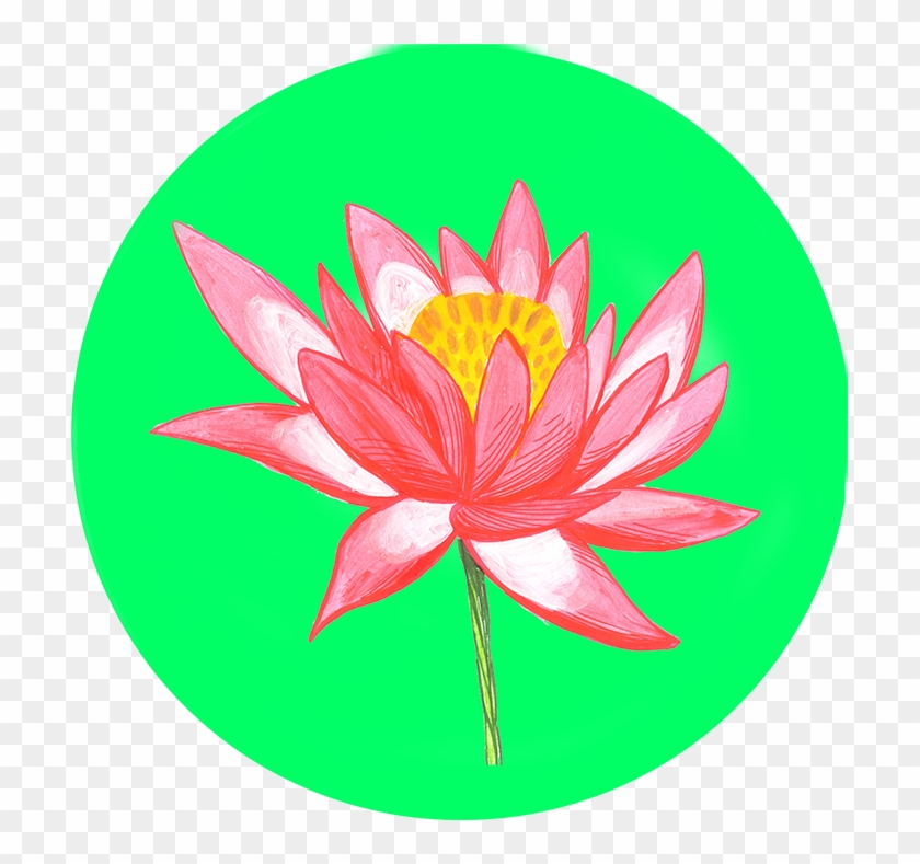 Sacred Lotus #807800