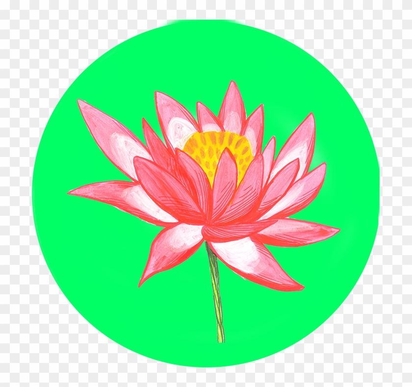 Sacred Lotus #807800