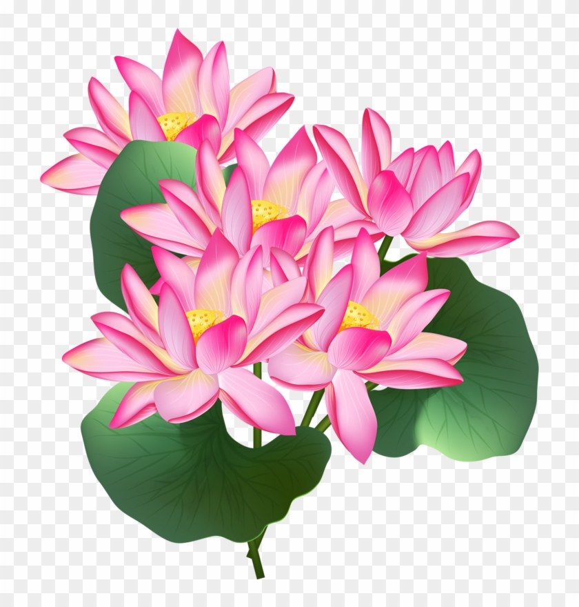 Nelumbo Nucifera Stock Illustration Clip Art - Nelumbo Nucifera Stock Illustration Clip Art #807849