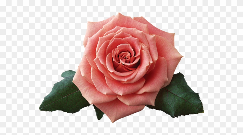 Renkli, Beyaz Güller, White Rose Png Pictures, Png - Love Is A Rose, Pink Rose Budget Tote Bag, Adult Unisex, #807848