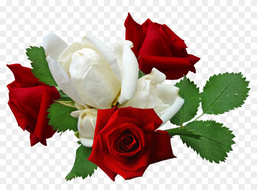 Red Roses And White Roses - Red And White Rose Png #807858