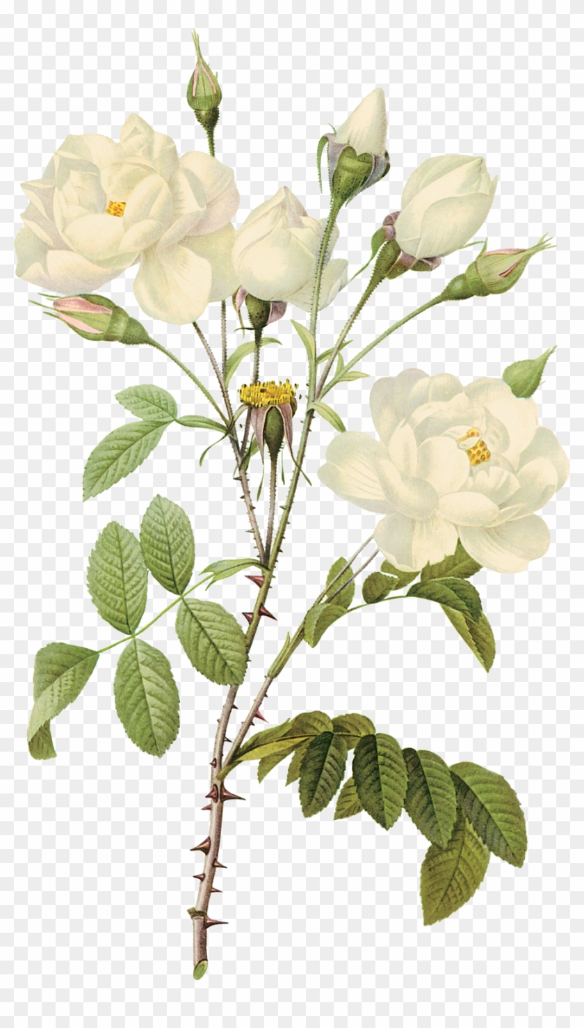 White Flower Png - White Roses Png #807861